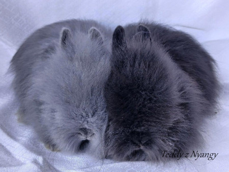 Vrh P27 - REZERVOVÁNO !!!